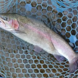 春の魚は強い！ ～岡崎トラウトポンド～